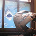 Visiting the Museum of Natural History Vienna (pt1)
