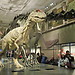 Visiting the Museum of Natural History Vienna (pt1)