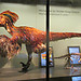 Visiting the Museum of Natural History Vienna (pt1)