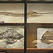 Visiting the Museum of Natural History Vienna (pt1)
