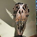 Visiting the Museum of Natural History Vienna (pt1)