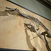 Visiting the Museum of Natural History Vienna (pt1)
