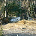 Walking around trees and animals
