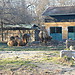 Walking around trees and animals