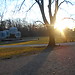 Walking around trees and animals