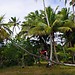 wild palms