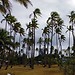 wild palms