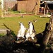 Zoo