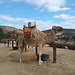 Zoo a Fuorteventura