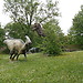 Zoo Safari in Italy? Yes, please!