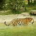 Zoo Safari in Italy? Yes, please!