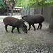 Zoo Safari in Italy? Yes, please!