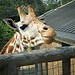 Zoo w Londynie