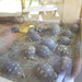 zoologico