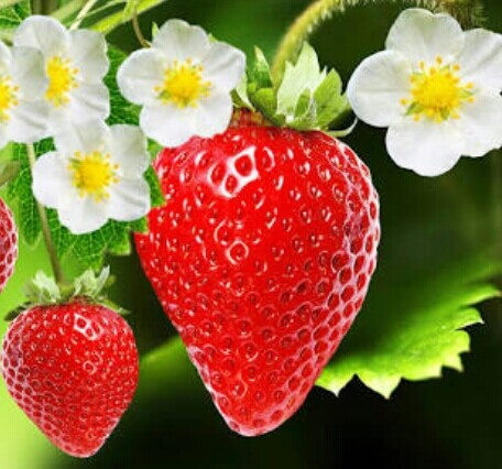user_photo