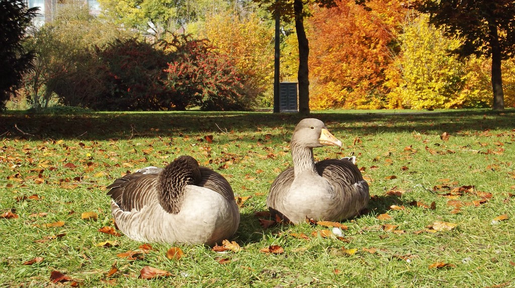 121112-fifty-shades-autumn-parc-la-tete-