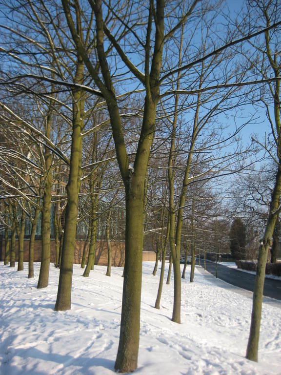 Some part of the campus under the snow