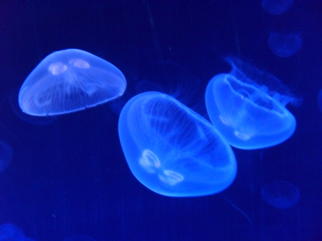 Medusas del Oceanográfico de Valencia - Ciudad de las Artes y la