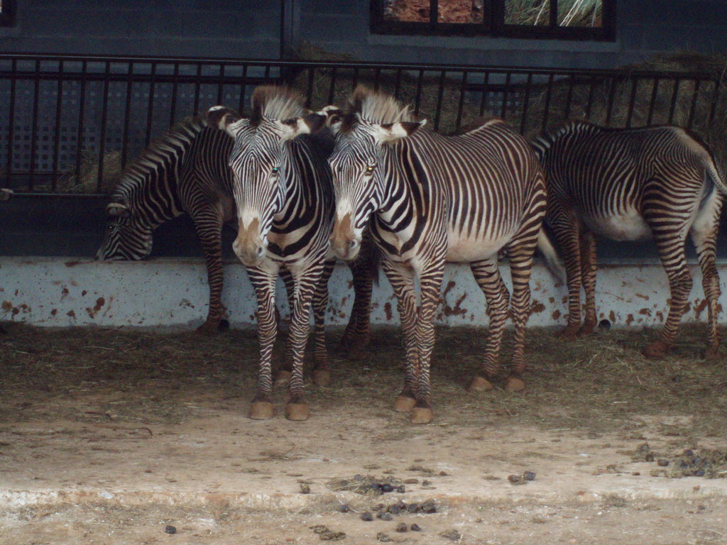 Parque natural Cabárceno