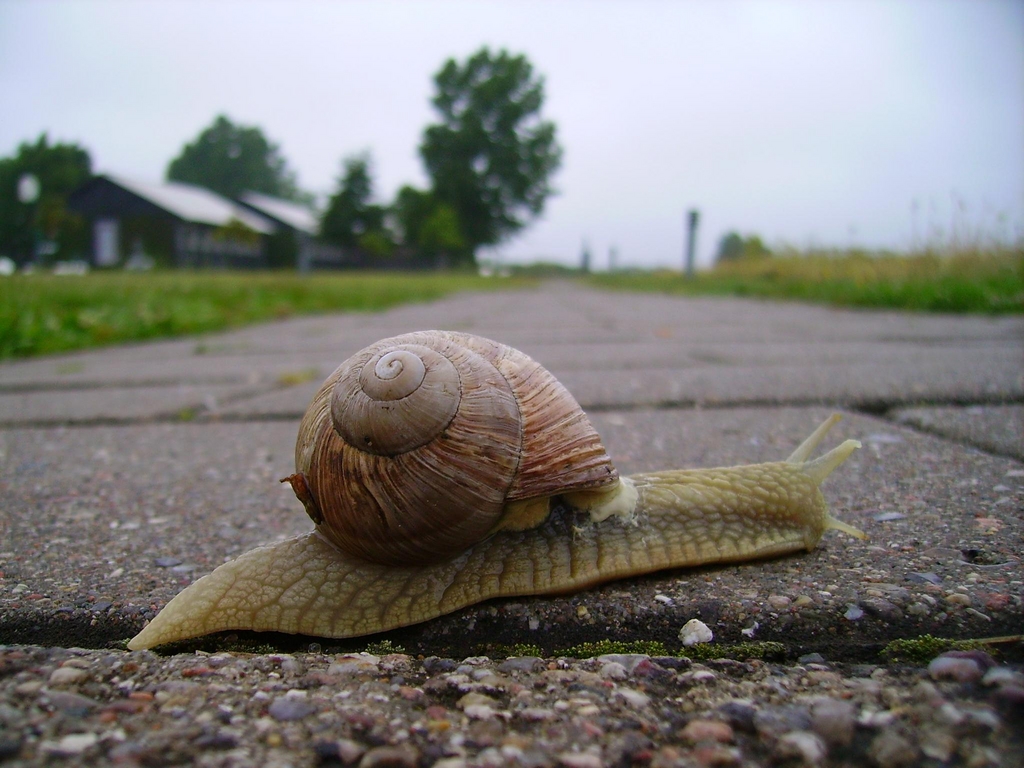 Caracol de Copenhague