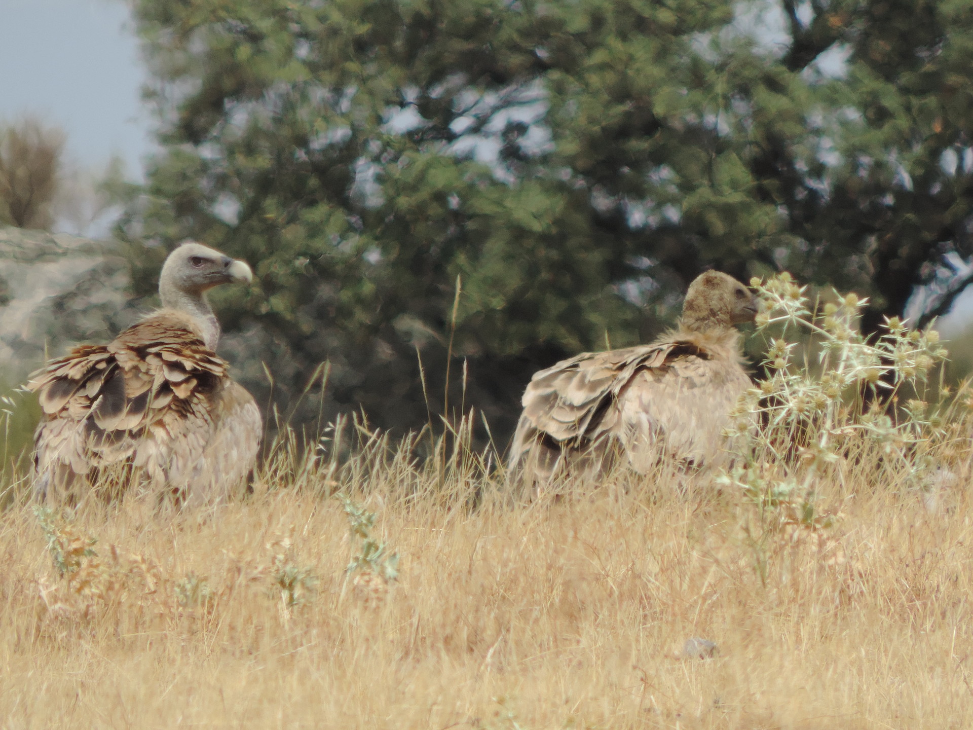 Avistamiento por aves