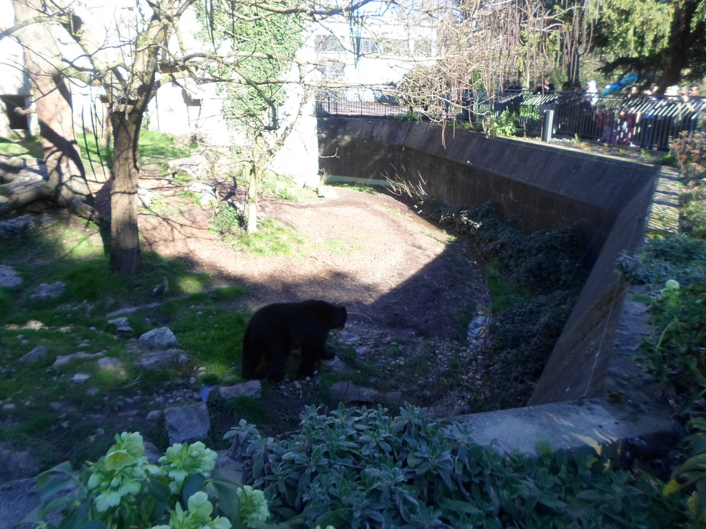 the bear has walking and searching a place with shadow
