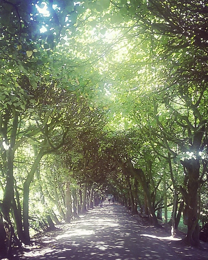 Beautiful tree tunel in Oliwa Park