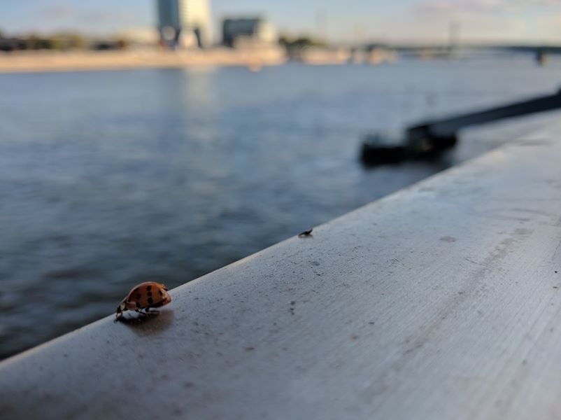bonn-weird-letters-ladybugs-37bd33516769