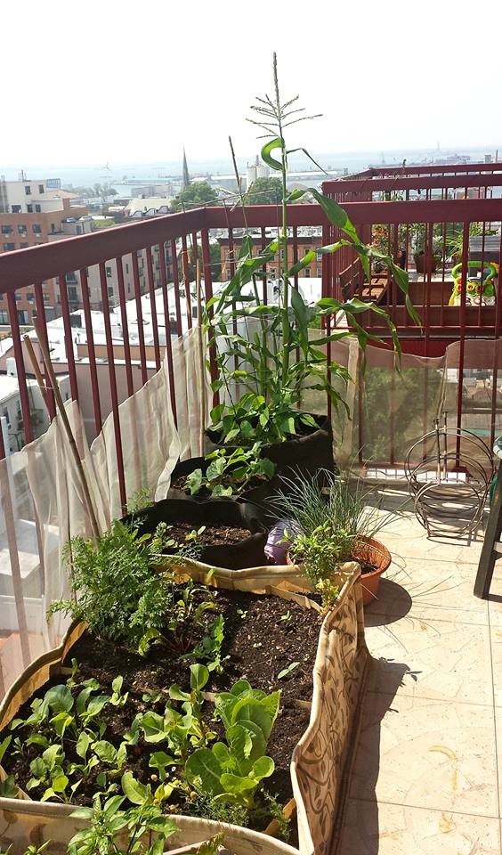 2-Bedroom in Brooklyn with Beautiful Balcony - looking for ...