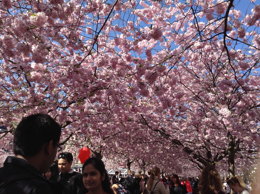 cherry-blossom-street-place-eat-3c6a30ff