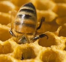 Come viene usato il miele di Manuka?