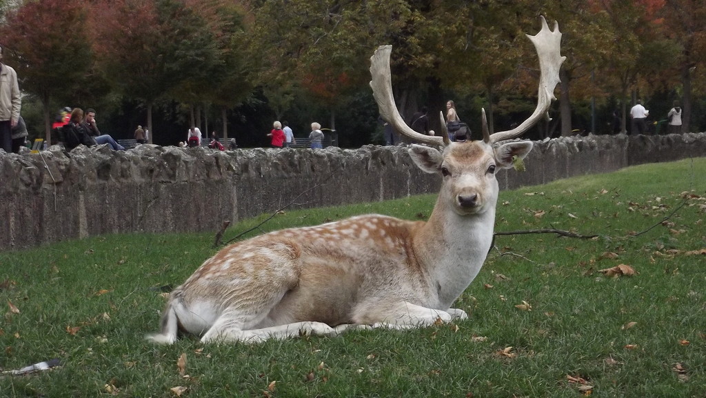 Deer, Parc Tete D'Or
