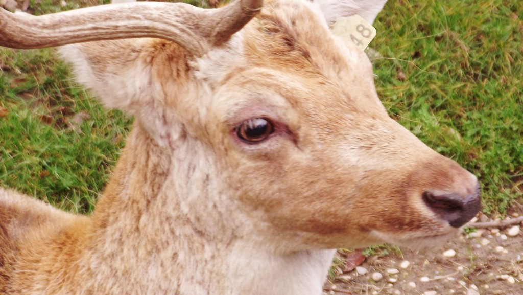 Deer, Parc Tete D'Or