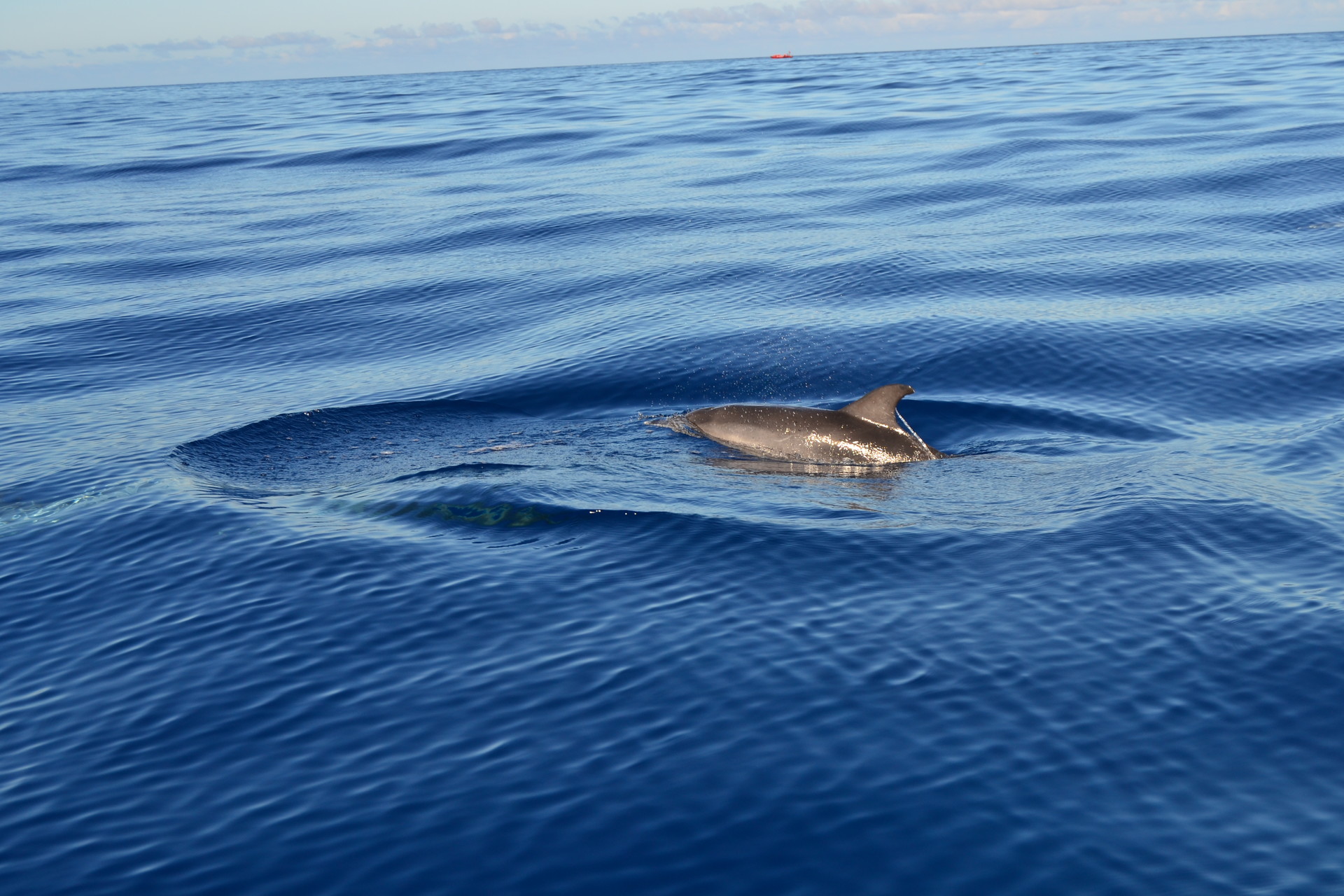 Dolphin in Açores