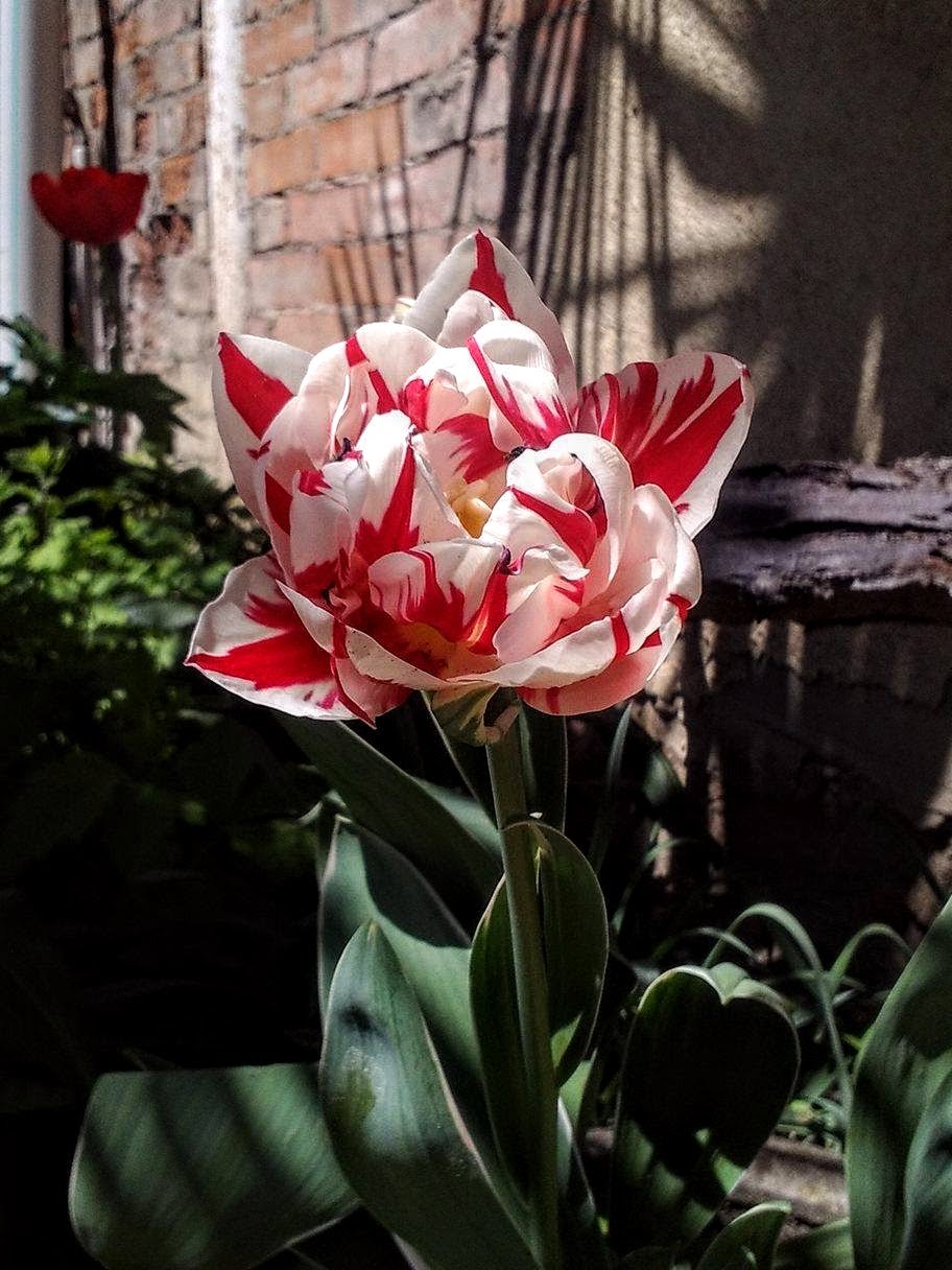 dutch-tulips-2812cc0b939fc48553d7b8f2f9a