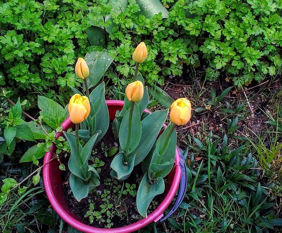 dutch-tulips-44b40d50598707140fcbe419a12