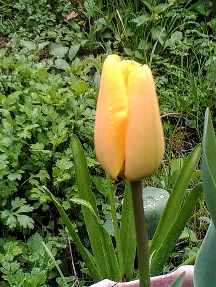 dutch-tulips-789af83aad97985aa588238381e