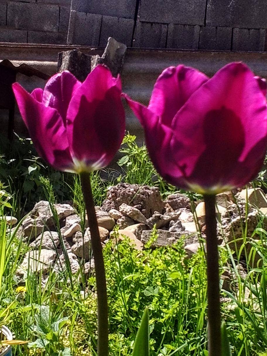 dutch-tulips-dc37ce35d1f150549e2412fb026