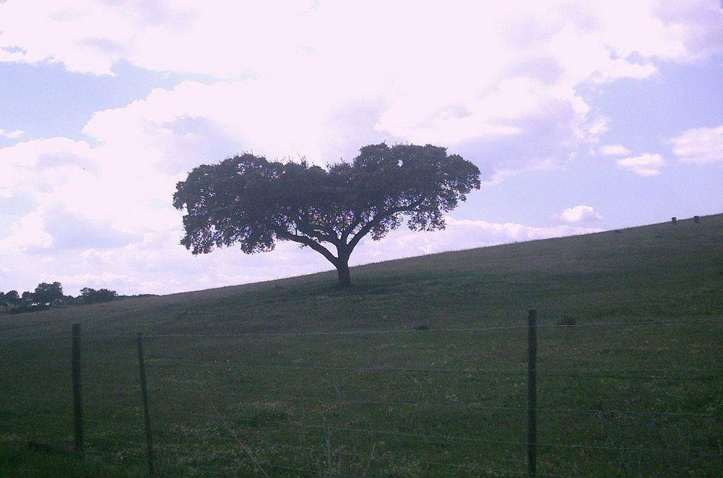 Sobreiro, árvore típica do Alentejo