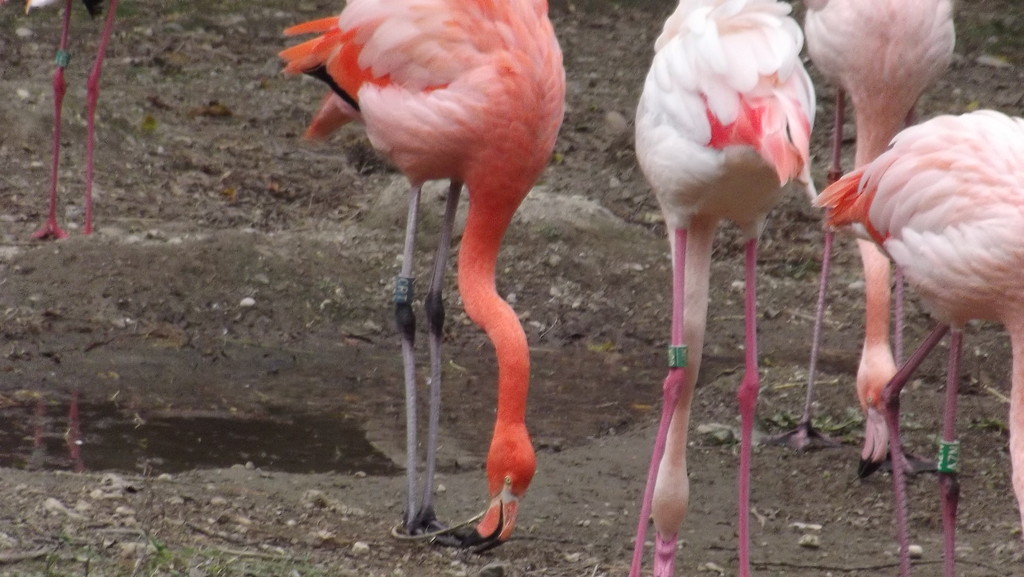 Flamingo