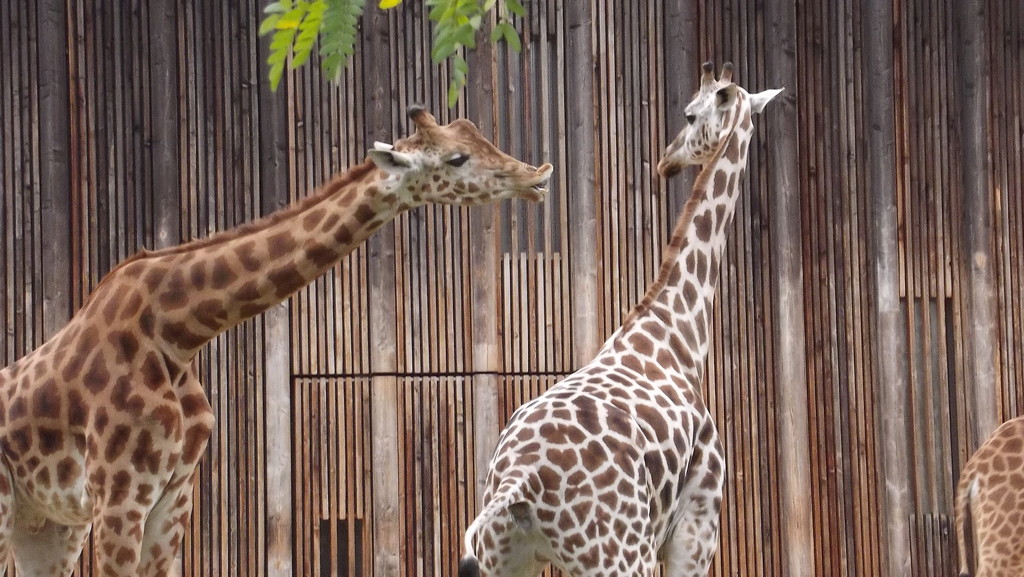 Giraffes