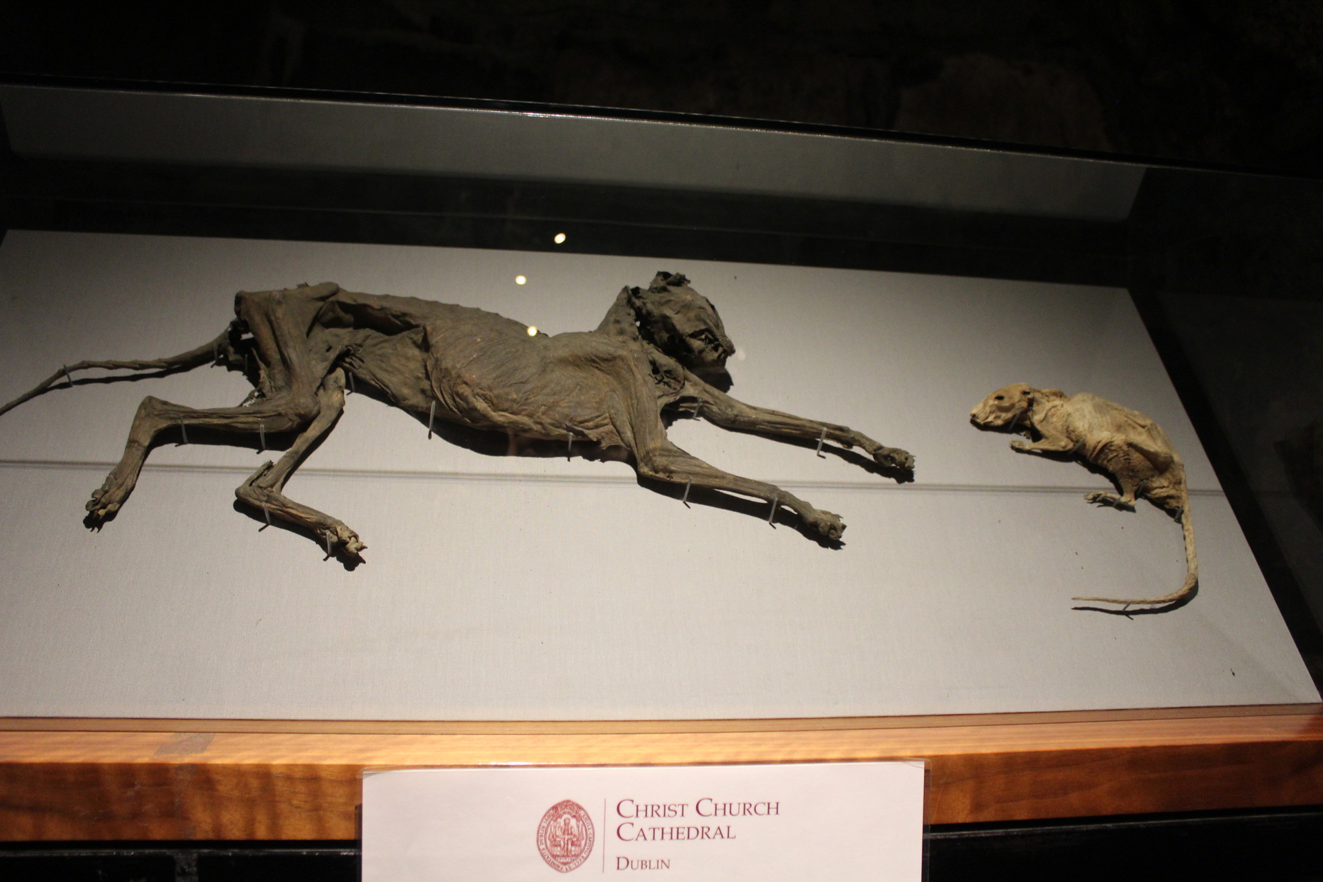 Il gatto e il topo mummificati nella Cattedrale