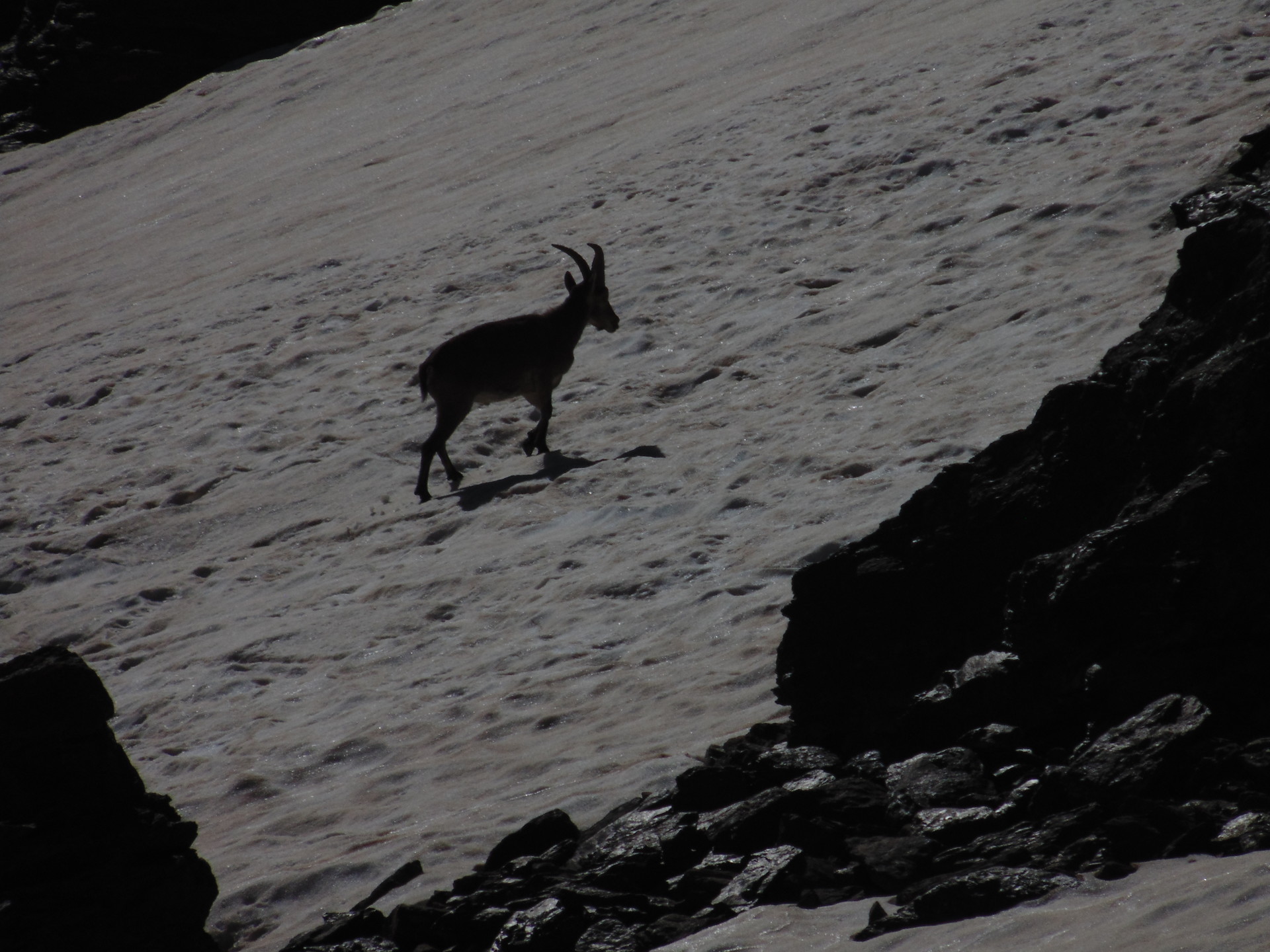 la-faune-de-sierra-nevada-21f58e6f8639d6