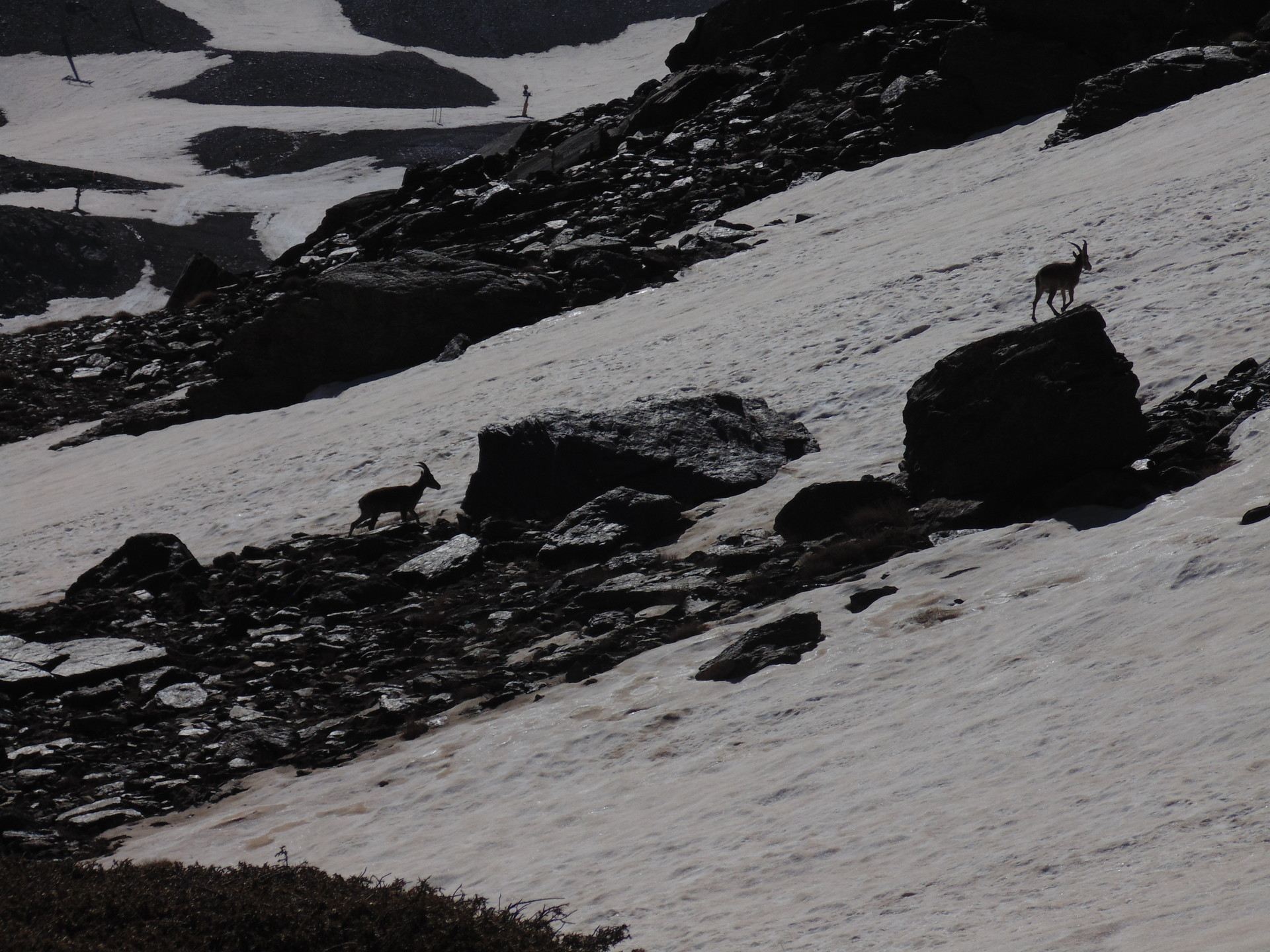 la-faune-de-sierra-nevada-c21ccaa9e5c872