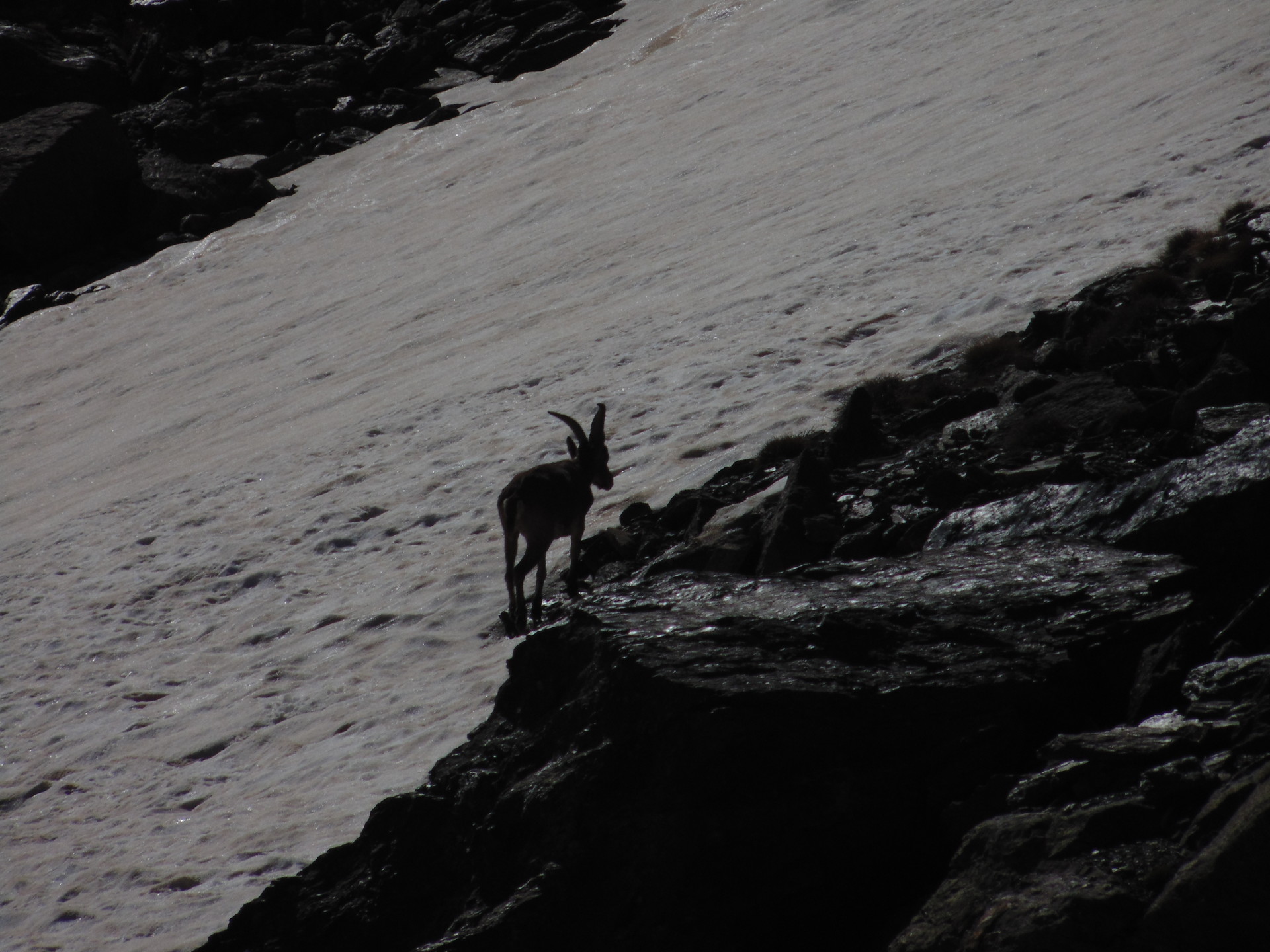 la-faune-de-sierra-nevada-cdc6b6b3f0315e