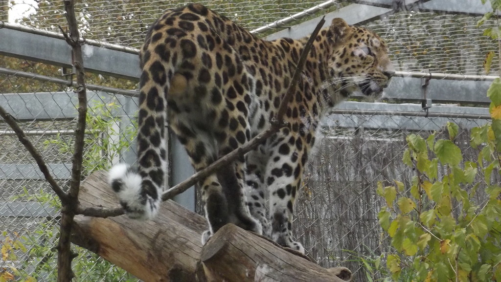 Leopard, Parc Tete D'Or