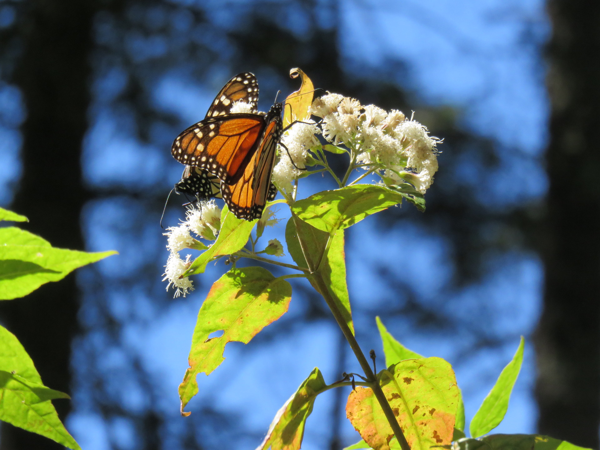 mariposas-monarcas-michoacan-40777d3c452
