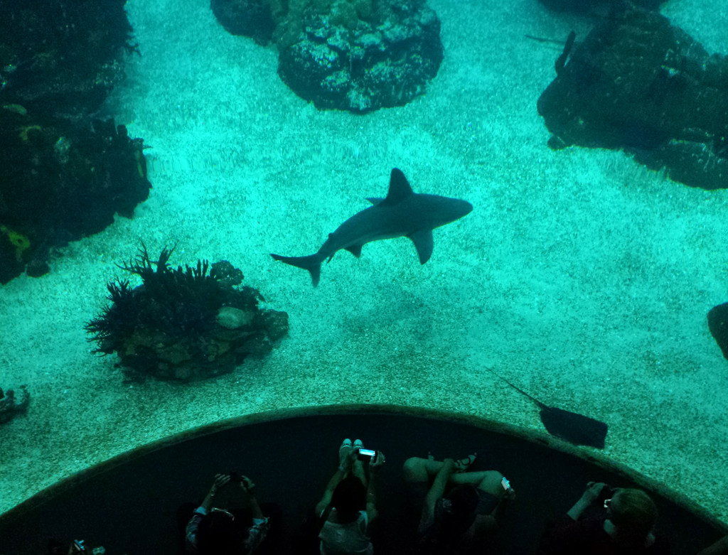Oceanário de Lisboa