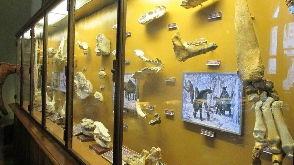 one-day-just-museum-natural-history-pt1-