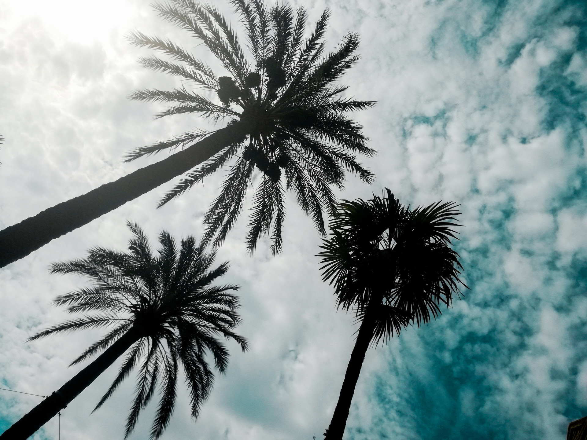 Palme dell'Università di Filosofia y Letras